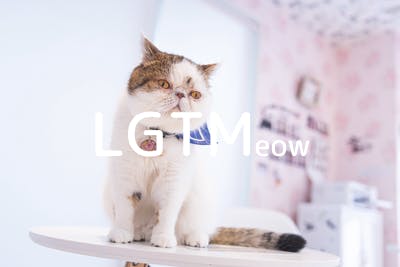 lgtm-cat-image