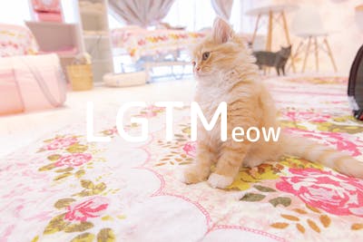 lgtm-cat-image